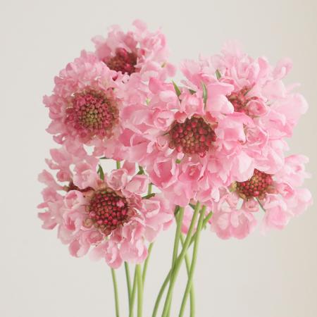 【08直前】スカビオサ　モモイロ(ピンク)NODAフラワー　40cm程度【生花】