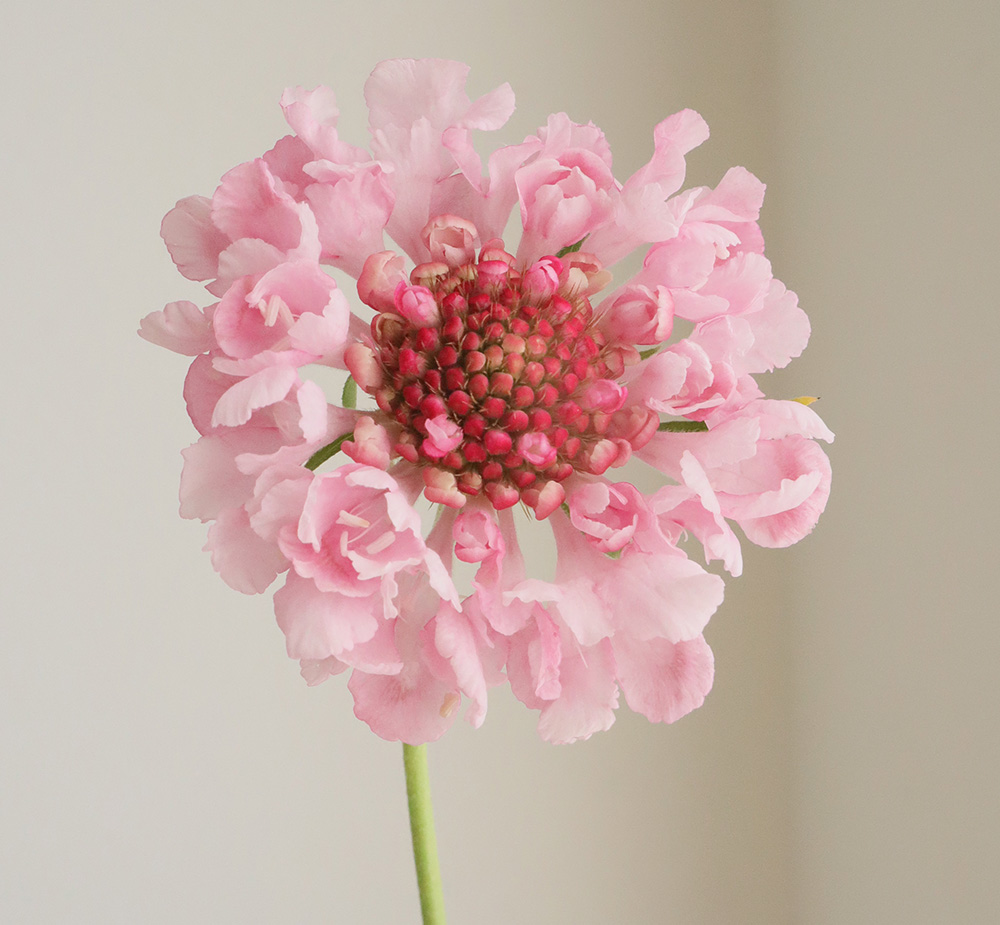 生花】NODAフラワーのスカビオサ:モモイロ 40cm程度【早締切-17】※入荷