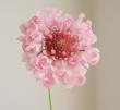 【08直前】スカビオサ　モモイロ(ピンク)NODAフラワー　40cm程度【生花】