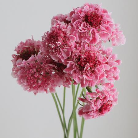 【生花】金井園芸　スカビオサ　コットンキャンディ50cm 【早締切-22】