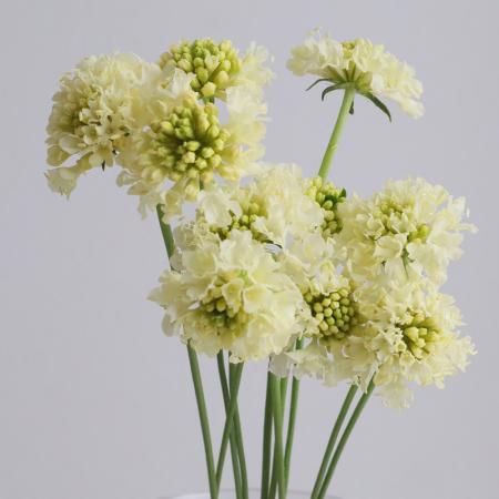 【直前】金井さんのスカビオサ　イエローバナナ　千葉県【OR-13】【生花】