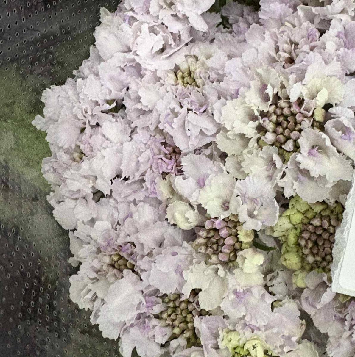 生花】スカビオサ スィートネススクープ (ごく淡い紫) 40cm- 青木園芸