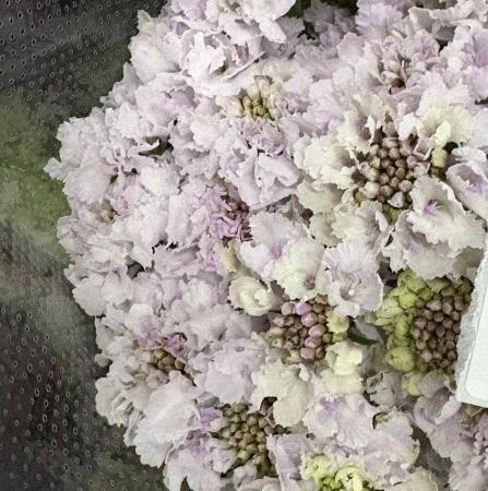 生花】スカビオサ スィートネススクープ (ごく淡い紫) 40cm- 青木園芸