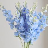 【生花】ジャイアントデルフィ（水色）　70-80cm程度　三豊【早締切-74】
