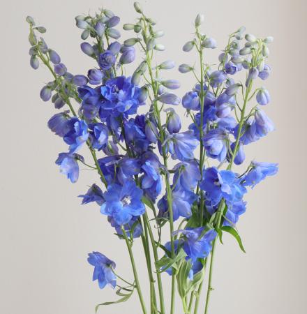 【生花】ジャイアントデルフィ(青)アリエルブルーなど　70-80cm程度　三豊【早締切-74】