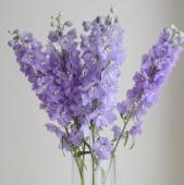 ※販売期間外※【生花】ジャイアント系デルフィニューム（紫）ＣIQライラックなど　70-80cm程度【早締切-74】三豊