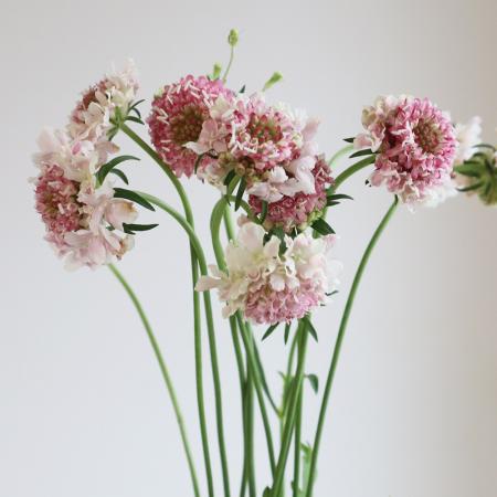 【生花】スカビオサ(ピンク系おまかせ)　ストロベリーなど　40cm  青木園芸ほか【OT】