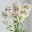 【生花】スカビオサ(ピンク系おまかせ)　ストロベリーなど　40cm  青木園芸ほか【OT】
