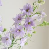 直前】ラクスパー シフォンラベンダー(うす紫)70cm〜 - 花材通販はなど