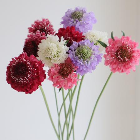 【生花】金井園芸　スカビオサ　スクープミックス　50-60cm【早締切-22】