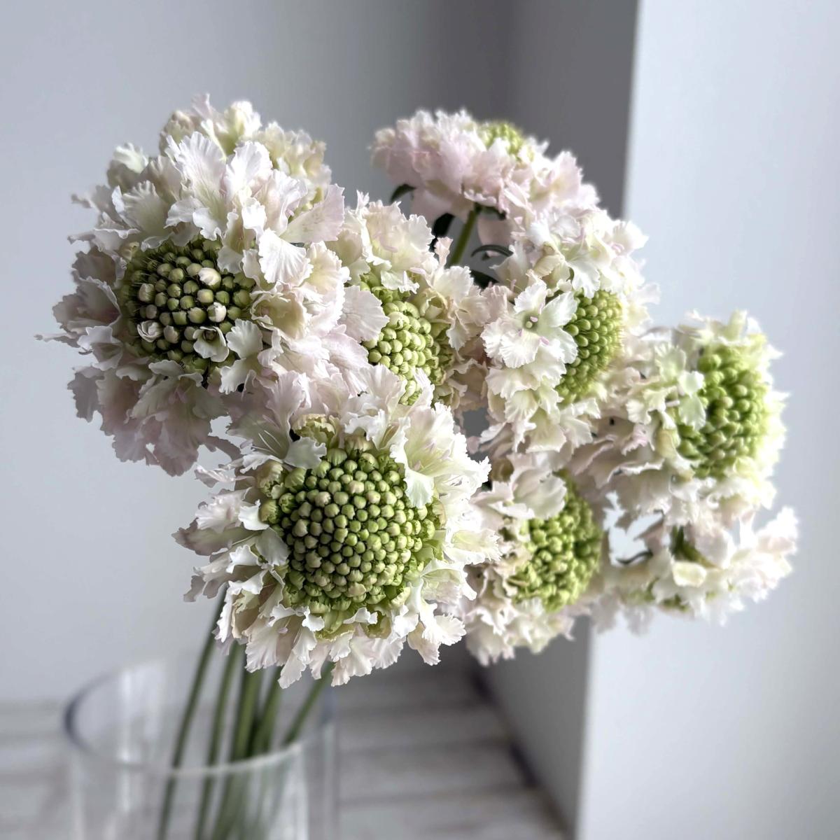 直前!】スカビオサ フレンチバニラ (ごくごく淡いピンク) 40cm- 青木