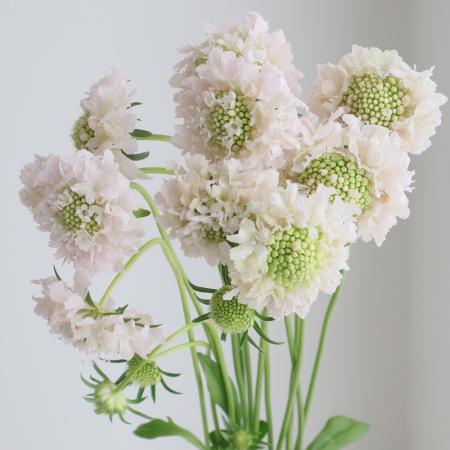 【生花】金井園芸　スカビオサ　フレンチバニラ50cm 【早締切-22】