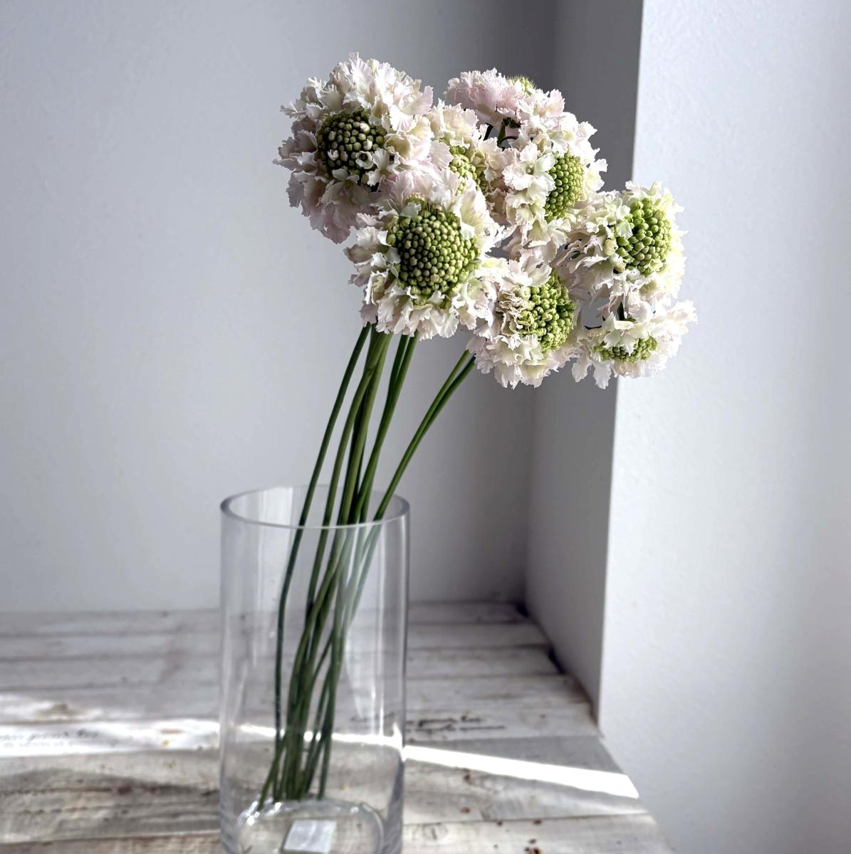 直前!】スカビオサ フレンチバニラ (ごくごく淡いピンク) 40cm- 青木