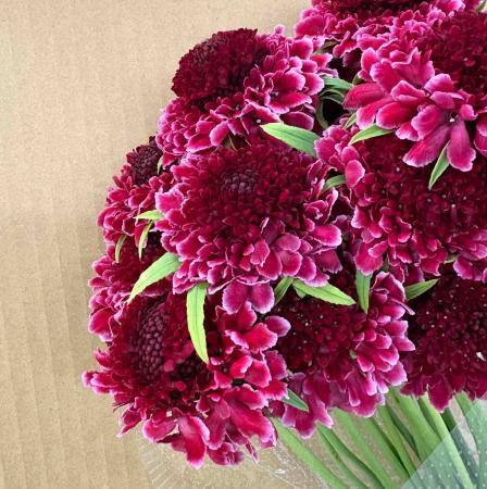 【直前!】スカビオサ　ラズベリーリップ　ルスクープ　(赤ピンク)　40cm-　【生花】