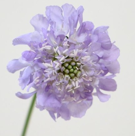 【08直前】スカビオサ　ラベンダースクープ(うす紫)　40cm　青木園芸