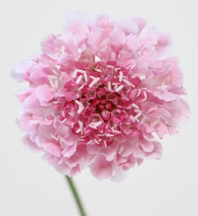 【08直前】スカビオサ　マシュマロスクープ(ピンク)　40cm　青木園芸