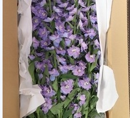 【08直前FJ】デルフィニューム　レグルス(うす紫〜ブルー系)90CM程度