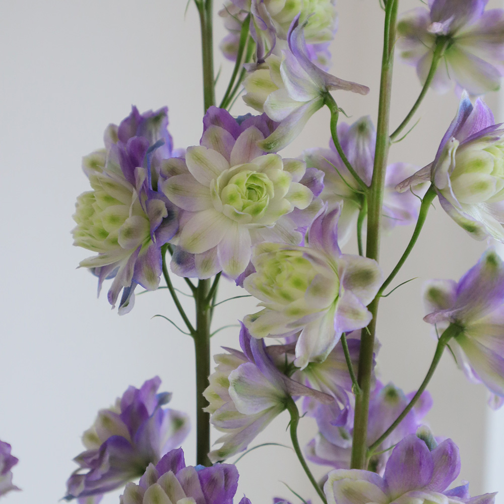 生花】ジャイアントデルフィ ハイランダーパープルサプライズ(八重咲き