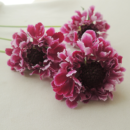 【08直前】スカビオサ　チェリーバニラスクープ　(紫×白)50CM青木園芸【生花】