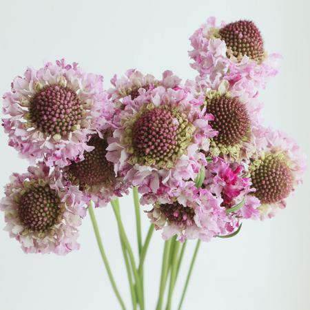 【08直前】スカビオサ　ブルーベリーパフェ(紫系)　50cm　青木園芸