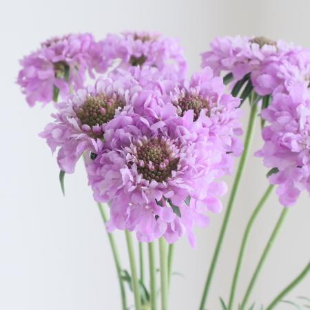 【直前!】スカビオサ　PPミントボンボンスクープ(ラベンダー系)　50cm　青木園芸