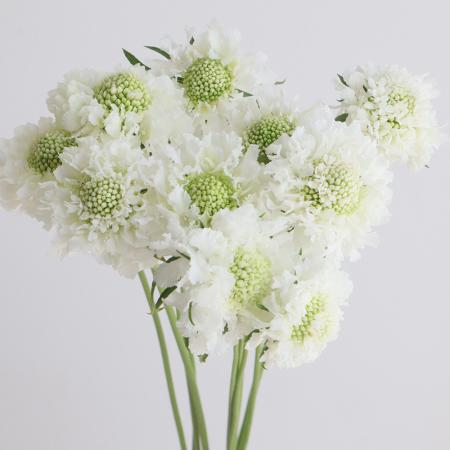 【08直前!】スカビオサ 　ココナッツスクープ(白)　50cm　青木園芸