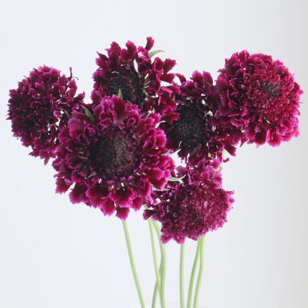【生花】金井園芸　スカビオサ 　メルロー(ワイン系)50cm 【早締切-22】