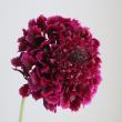 【生花】金井園芸　スカビオサ 　メルロー(ワイン系)50cm 【早締切-22】