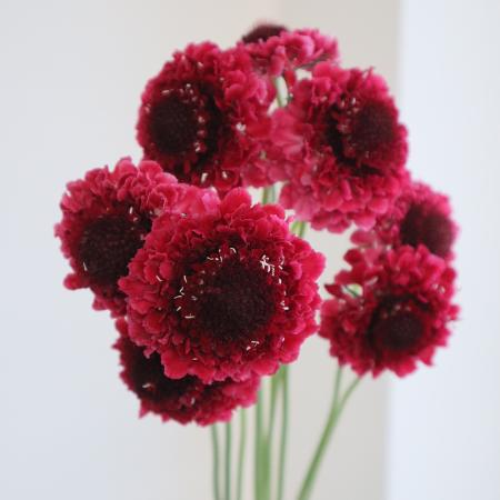 【生花】金井園芸　スカビオサ 　ダークチェリー　50cm 【早締切-22】