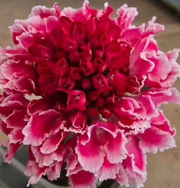 【生花】金井園芸　スカビオサ 　マシュマロインプルーブ(ピンク赤系)50cm 【早締切-22】