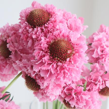 【生花】金井園芸　スカビオサ 　キャンディ(ライトピンク系)50cm 【早締切-22】