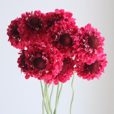 【生花】金井園芸　スカビオサ 　ホットピンク(濃いピンク〜赤)　50cm 【早締切-22】