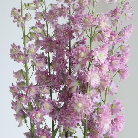 【08直前!】レア品!ジャイアントデルフィ　ハイランダーフラメンコ(ピンク八重)80cm-