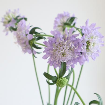 【生花】スカビオサ(ラベンダー系おまかせ)ティーベリー、ウベなど　40cm 青木園芸ほか【OT】