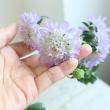 【生花】スカビオサ(ラベンダー系おまかせ)ティーベリー、ウベなど　40cm 青木園芸ほか【OT】