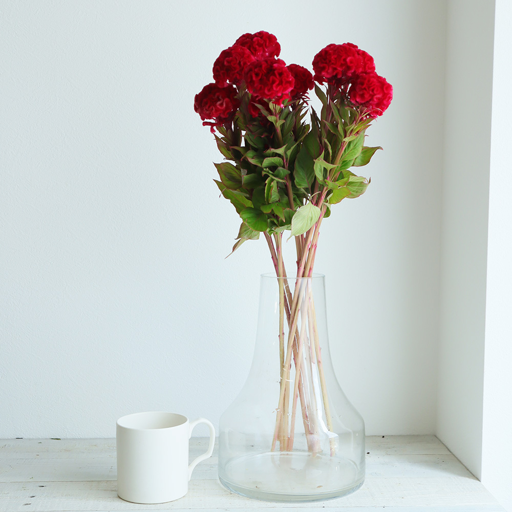 生花 久留米ケイトウ 赤 秀m L Or 3 通販 はなどんやアソシエ 生花 久留米ケイトウ 赤 秀m L Or 3 通販 はなどんやアソシエ