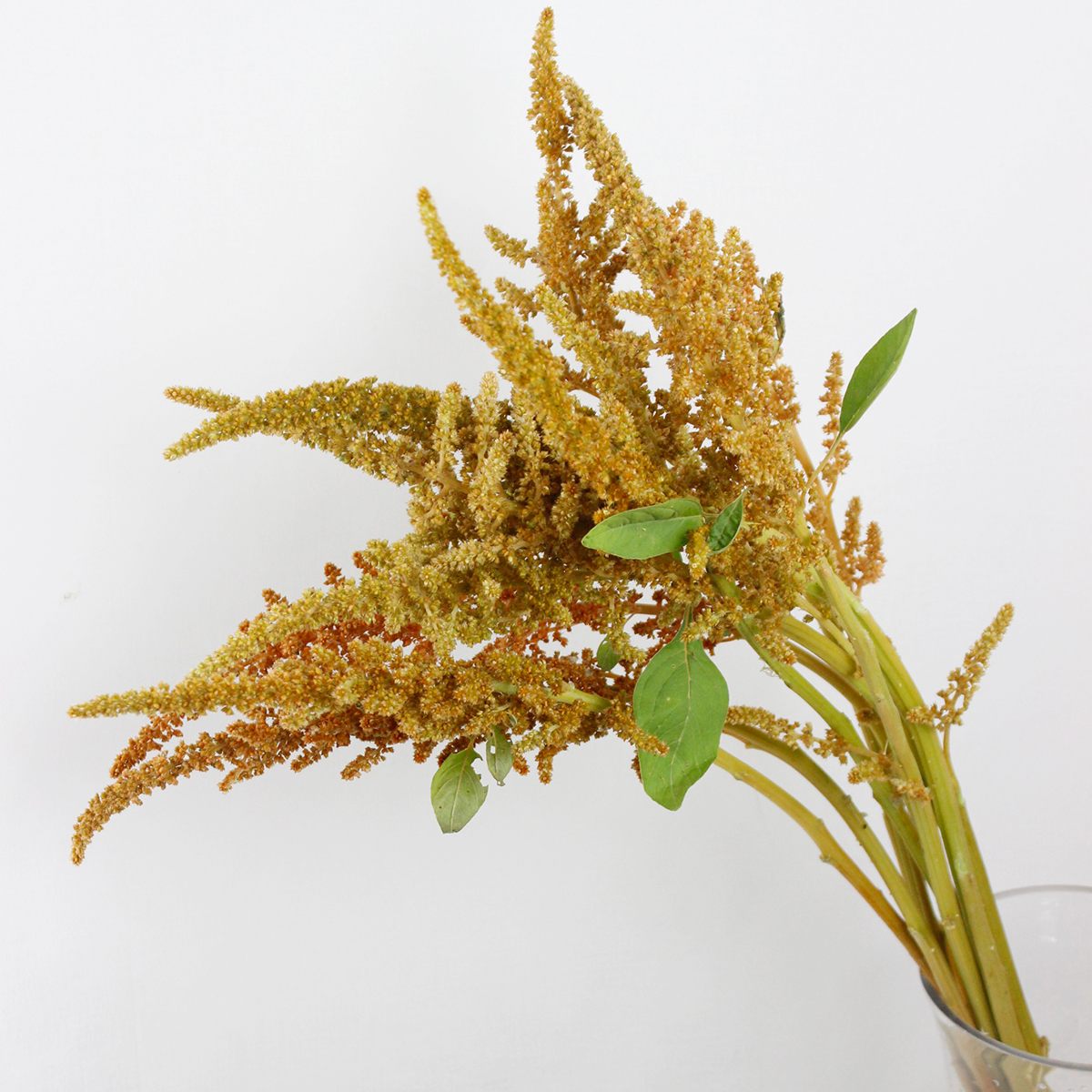 直前 アマランサス ホットビスケット 50cm 青木園芸ほか 生花 通販 はなどんやアソシエ 直前 アマランサス ホットビスケット 50cm 青木園芸ほか 生花 通販 はなどんやアソシエ