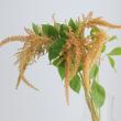 【生花】アマランサス ホットビスケット4- 50cm【FJ】伊東さんほか