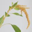【生花】アマランサス ホットビスケット4- 50cm【FJ】伊東さんほか