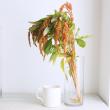 【生花】アマランサス ホットビスケット(茶系)【OT】半澤さんほか