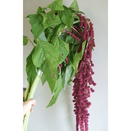 生花 アマランサス ハンギングレッド 70 90cm みなみ信州ほか 通販 はなどんやアソシエ 生花 アマランサス ハンギングレッド 70 90cm みなみ信州ほか 通販 はなどんやアソシエ