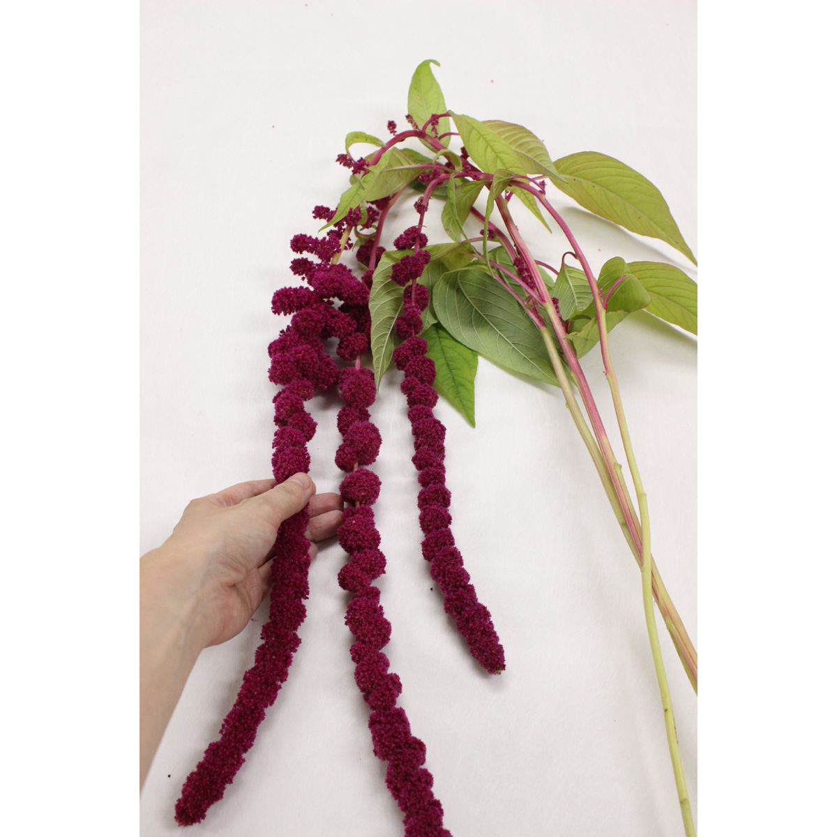 生花 アマランサス ハンギングレッド 1m程度 群馬県六合村 通販 はなどんやアソシエ 生花 アマランサス ハンギングレッド 1m程度 群馬県六合村 通販 はなどんやアソシエ