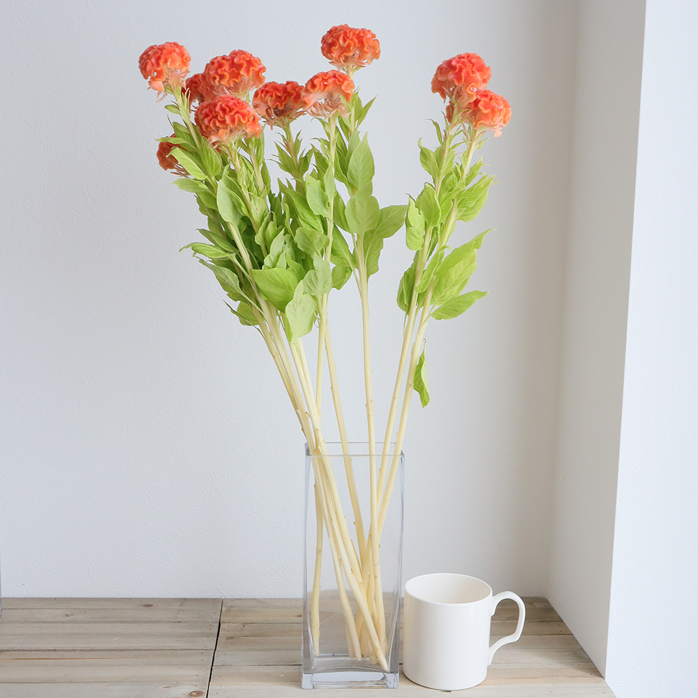 生花 久留米ケイトウ オレンジ 秀m L Or 3 通販 はなどんやアソシエ 生花 久留米ケイトウ オレンジ 秀m L Or 3 通販 はなどんやアソシエ