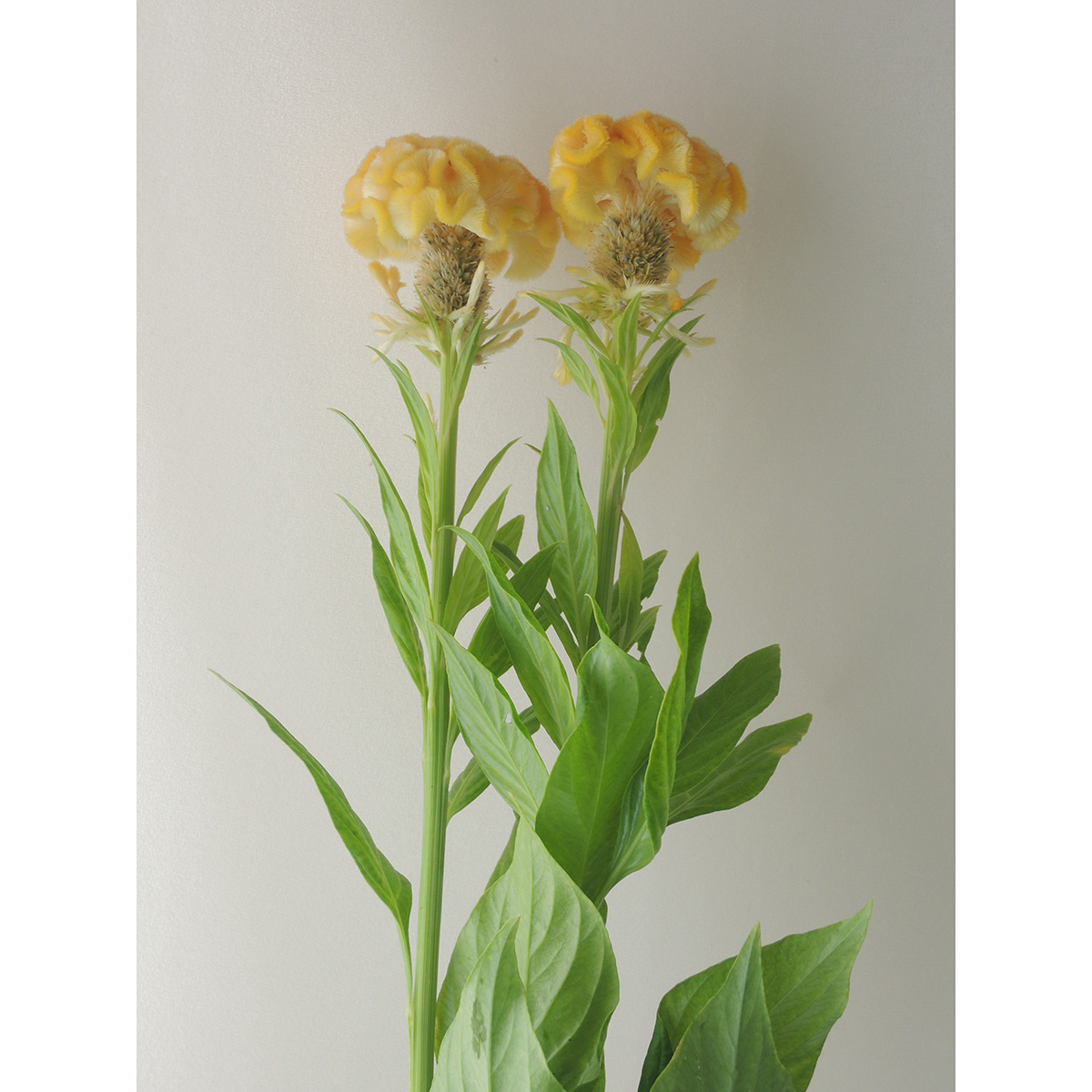 直前 久留米ケイトウ 黄 生花 通販 はなどんやアソシエ 直前 久留米ケイトウ 黄 生花 通販 はなどんやアソシエ