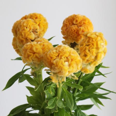 【生花】久留米ケイトウ　イエロークイン(黄色)60-70cm【OTHT】