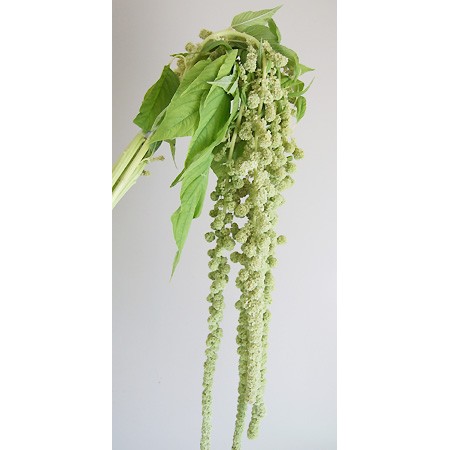直前 アマランサス ハンギンググリーン 80 90cm みなみ信州ほか 生花 通販 はなどんやアソシエ 直前 アマランサス ハンギンググリーン 80 90cm みなみ信州ほか 生花 通販 はなどんやアソシエ