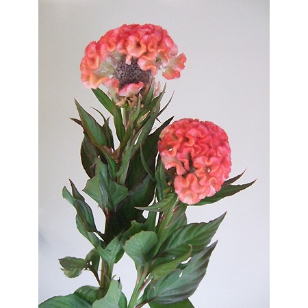 生花 久留米ケイトウ ピーチ 通販 はなどんやアソシエ