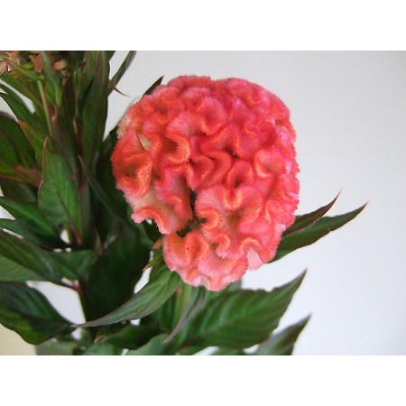 生花 久留米ケイトウ ピーチ 通販 はなどんやアソシエ 生花 久留米ケイトウ ピーチ 通販 はなどんやアソシエ