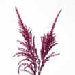 【直前】【生花】アマランサス ホットチリ　千葉県伊東さんほか 50-60cm-【FJ】