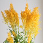 【生花】ケイトウ　ドリアンゴールデン（黄色）【OT】